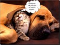 /album/galeria-de-fotos/mensagens-em-power-point-consultoria-se-os-animais-falassem-jpg/